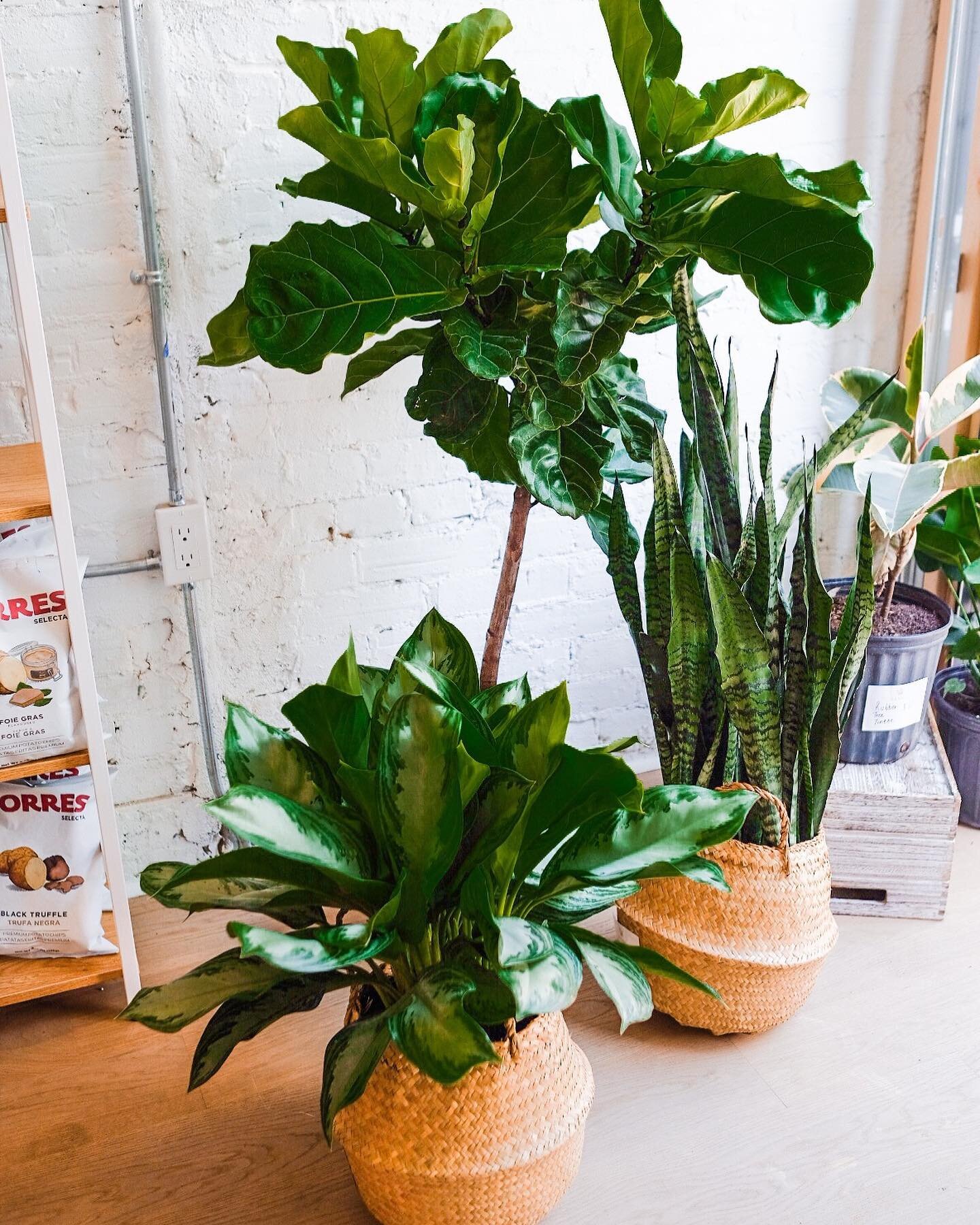 Guess what we just RESTOCKED...? 👀 🌱
ALL the plant babies.... BIG and small. As well as Pampas Grass, Eucalyptus, Zz&rsquo;s, Fiddle Figs n&rsquo; more! 🌱 🌳 🍃
&mdash;
Get on that quarantine trend and stock up NOW + stay a while. We got coffee n&